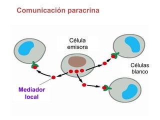 Comunicación paracrina
Mediador
local
Célula
emisora
Células
blanco
 