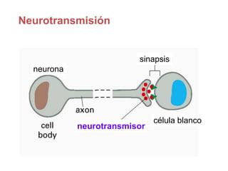 Neurotransmisión
neurona
sinapsis
célula blanco
neurotransmisor
 