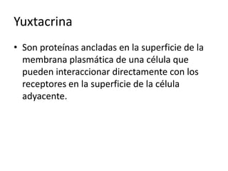 Yuxtacrina
• Son proteínas ancladas en la superficie de la
membrana plasmática de una célula que
pueden interaccionar directamente con los
receptores en la superficie de la célula
adyacente.
 