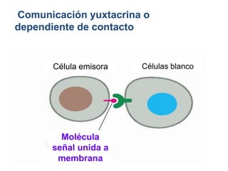 Comunicación yuxtacrina o
dependiente de contacto
Célula emisora Células blanco
Molécula
señal unida a
membrana
 