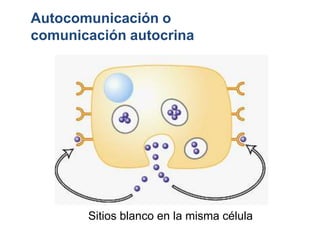 Sitios blanco en la misma célula
Autocomunicación o
comunicación autocrina
 