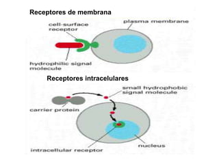 Receptores intracelulares
Receptores de membrana
 
