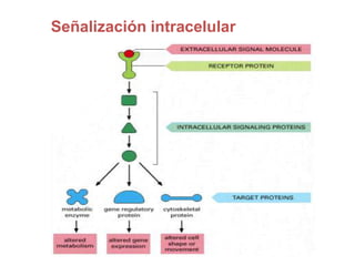 Señalización intracelular
 