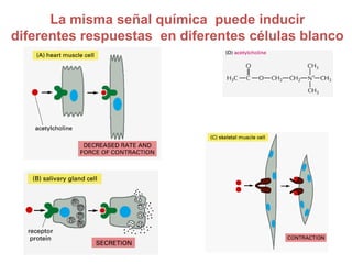 La misma señal química puede inducir
diferentes respuestas en diferentes células blanco
 