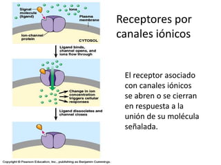 Receptores por
canales iónicos
El receptor asociado
con canales iónicos
se abren o se cierran
en respuesta a la
unión de su molécula
señalada.
 