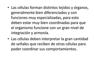 • Las células forman distintos tejidos y órganos,
generalmente bien diferenciados y con
funciones muy especializadas, para esto
deben estar muy bien coordinadas para que
el organismo funcione con un gran nivel de
integración y armonía.
• Las células deben interpretar la gran cantidad
de señales que reciben de otras células para
poder coordinar sus comportamientos.
 