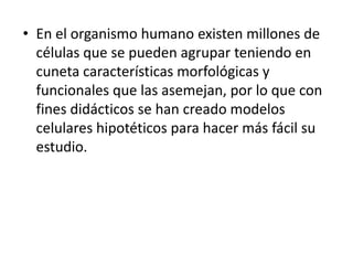 • En el organismo humano existen millones de
células que se pueden agrupar teniendo en
cuneta características morfológicas y
funcionales que las asemejan, por lo que con
fines didácticos se han creado modelos
celulares hipotéticos para hacer más fácil su
estudio.
 