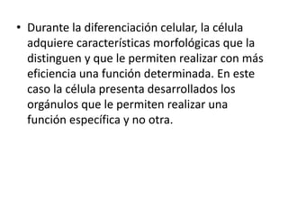 • Durante la diferenciación celular, la célula
adquiere características morfológicas que la
distinguen y que le permiten realizar con más
eficiencia una función determinada. En este
caso la célula presenta desarrollados los
orgánulos que le permiten realizar una
función específica y no otra.
 