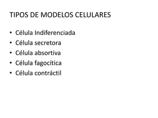TIPOS DE MODELOS CELULARES
• Célula Indiferenciada
• Célula secretora
• Célula absortiva
• Célula fagocítica
• Célula contráctil
 