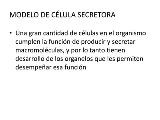 MODELO DE CÉLULA SECRETORA
• Una gran cantidad de células en el organismo
cumplen la función de producir y secretar
macromoléculas, y por lo tanto tienen
desarrollo de los organelos que les permiten
desempeñar esa función
 