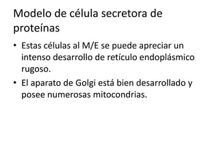 Modelo de célula secretora de
proteínas
• Estas células al M/E se puede apreciar un
intenso desarrollo de retículo endoplásmico
rugoso.
• El aparato de Golgi está bien desarrollado y
posee numerosas mitocondrias.
 