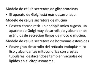 Modelo de célula secretora de glicoproteínas
• El aparato de Golgi está más desarrollado.
Modelo de célula secretora de mucina
• Poseen escaso retículo endoplásmico rugoso, un
aparato de Golgi muy desarrollado y abundantes
gránulos de secreción llenos de moco o mucina.
Modelo de célula secretora de hormonas esteroides
• Posee gran desarrollo del retículo endoplásmico
liso y abundantes mitocondrias con crestas
tubulares, destacándose también vacuolas de
lípidos en el citoplasmasma.
 