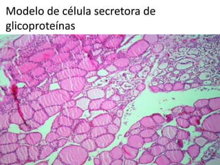 Modelo de célula secretora de
glicoproteínas
 