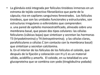 • La glándula está integrada por folículos tiroideos inmersos en un
estroma de tejido conectivo fibroelástico que parte de la
cápsula; rico en capilares sanguíneos fenestrados. Los folículos
tiroideos, que son las unidades funcionales y estructurales, son
estructuras irregulares o esferoidales que comprenden:
a. una pared de epitelio monoestratificado, alineado sobre una
membrana basal, que posee dos tipos celulares: las células
foliculares (cúbicas bajas) que sintetizan y secretan las hormonas
T3 (triyodotironina) y T4 (tetrayotironina); y las células claras,
parafoliculares o células C (en contacto con la membrana basal)
que sintetizan y secretan calcitonina.
b. En el interior de los folículos de los folículos el coloide, que
después de la fijación y coloración con H y E es un material
sólido, acidófilo y amorfo. El coloide, en su totalidad es una
glucoproteína que se combina con yodo (tiroglobulina yodada)
 