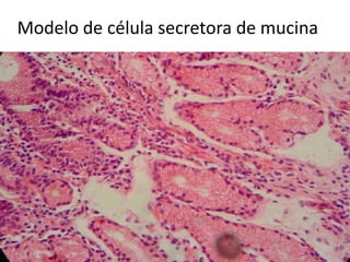 Modelo de célula secretora de mucina
 