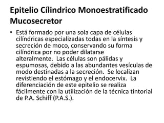 Epitelio Cílindrico Monoestratificado
Mucosecretor
• Está formado por una sola capa de células
cilíndricas especializadas todas en la síntesis y
secreción de moco, conservando su forma
cilíndrica por no poder dilatarse
alteralmente. Las células son pálidas y
espumosas, debido a las abundantes vesículas de
modo destinadas a la secreción. Se localizan
revistiendo el estómago y el endocervix. La
diferenciación de este epitelio se realiza
fácilmente con la utilización de la técnica tintorial
de P.A. Schiff (P.A.S.).
 