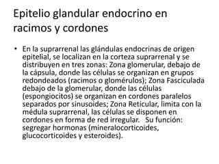 Epitelio glandular endocrino en
racimos y cordones
• En la suprarrenal las glándulas endocrinas de origen
epitelial, se localizan en la corteza suprarrenal y se
distribuyen en tres zonas: Zona glomerular, debajo de
la cápsula, donde las células se organizan en grupos
redondeados (racimos o glomérulos); Zona Fasciculada
debajo de la glomerular, donde las células
(espongiocitos) se organizan en cordones paralelos
separados por sinusoides; Zona Reticular, limita con la
médula suprarrenal, las células se disponen en
cordones en forma de red irregular. Su función:
segregar hormonas (mineralocorticoides,
glucocorticoides y esteroides).
 