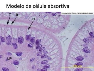 Modelo de célula absortiva
 