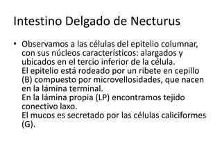 Intestino Delgado de Necturus
• Observamos a las células del epitelio columnar,
con sus núcleos característicos: alargados y
ubicados en el tercio inferior de la célula.
El epitelio está rodeado por un ribete en cepillo
(B) compuesto por microvellosidades, que nacen
en la lámina terminal.
En la lámina propia (LP) encontramos tejido
conectivo laxo.
El mucos es secretado por las células caliciformes
(G).
 