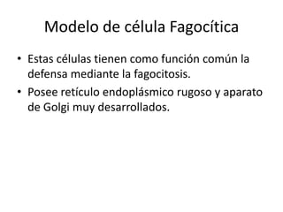 Modelo de célula Fagocítica
• Estas células tienen como función común la
defensa mediante la fagocitosis.
• Posee retículo endoplásmico rugoso y aparato
de Golgi muy desarrollados.
 