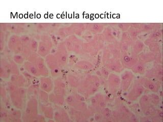 Modelo de célula fagocítica
 
