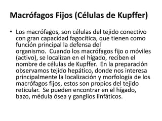 Macrófagos Fijos (Células de Kupffer)
• Los macrófagos, son células del tejido conectivo
con gran capacidad fagocítica, que tienen como
función principal la defensa del
organismo. Cuando los macrófagos fijo o móviles
(activo), se localizan en el hígado, reciben el
nombre de células de Kupffer. En la preparación
observamos tejido hepático, donde nos interesa
principalmente la localización y morfología de los
macrófagos fijos, estos son propios del tejido
reticular. Se pueden encontrar en el hígado,
bazo, médula ósea y ganglios linfáticos.
 