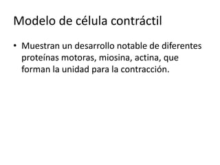 Modelo de célula contráctil
• Muestran un desarrollo notable de diferentes
proteínas motoras, miosina, actina, que
forman la unidad para la contracción.
 
