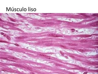 Músculo liso
 