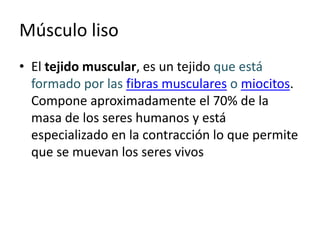 Músculo liso
• El tejido muscular, es un tejido que está
formado por las fibras musculares o miocitos.
Compone aproximadamente el 70% de la
masa de los seres humanos y está
especializado en la contracción lo que permite
que se muevan los seres vivos
 