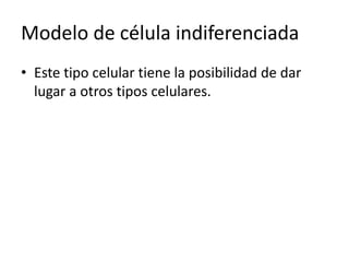Modelo de célula indiferenciada
• Este tipo celular tiene la posibilidad de dar
lugar a otros tipos celulares.
 