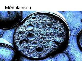 Médula ósea
 