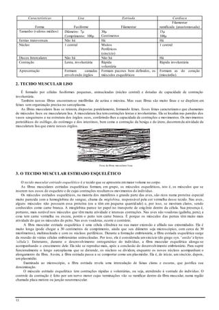 11
Características Lisa Estriada Cardíaca
Forma Fusiforme Filamentar
Filamentar
ramificada (anastomosada)
Tamanho (valores médios) Diâmetro: 7
Comprimento: 100
30
Centímetros
15
100
Estrias transversais Não há Há Há
Núcleo 1 central Muitos
Periféricos
(sincício)
1 central
Discos Intercalares Não há Não há Há
Contração Lenta, involuntária Rápida
voluntária
Rápida involuntária
Apresentação Formam camadas
envolvendo órgãos
Formam pacotes bem definidos, os
músculos esqueléticos
Formam as do coração
(miocárdio)
2. TECIDO MUSCULAR LlSO
É formado por células fusiformes pequenas, uninucleadas (núcleo central) e dotadas de capacidade de contração
involuntária.
Também nessas fibras encontram-se miofibrilas de actina e miosina. Mas suas fibras são muito finas e se dispõem em
feixes sem organização precisa no sarcoplasma.
As fibras musculares lisas se reúnem, dispostas paralelamente, formando feixes. Esses feixes caracterizamo que chamamos
de músculos lisos ou musculatura lisa. A musculatura lisa temcontrações lentas e involuntárias. Ela se localiza nas paredes dos
vasos sanguíneos e na estrutura dos órgãos ocos, conferindo-lhes a capacidade de contrações e movimentos. Os movimentos
peristálticos do esôfago, do estômago e dos intestinos, bem como a contração da bexiga e do útero, decorremda atividade da
musculatura lisa que existe nesses órgãos.
Feixe de fibras musculares lisas.
3. O TECIDO MUSCULAR ESTRIADO ESQUELÉTICO
O tecido muscular estriado esquelético é o tecido que se apresenta emmaior volume no corpo.
As fibras musculares estriadas esqueléticas formam, em grupo, os músculos esqueléticos, isto é, os músculos que se
inserem nos ossos do esqueleto e de cujas contrações resultamos movimentos do indivíduo.
Os músculos estriados esqueléticos, na maioria dos mamíferos e grande parte das aves, são ricos numa proteína especial
muito parecida com a hemoglobina do sangue, chama da miglobina, responsável pela cor vermelha desse tecido. Nas aves,
alguns músculos não possuem essa proteína (ou a têm em pequena quantidade) e, por isso, se mostram claros, sendo
conhecidos como carne branca. A mioglobina parece ter papel no transporte de oxigênio dentro da célula. Sua presença é,
portanto, mais notável nos músculos que têm muita atividade e intensas contrações. Nas aves não voadoras (galinha, peru), a
coxa tem carne vermelha ou escura, porém o peito tem carne branca. É porque os músculos das pernas têm muito mais
atividade do que os músculos do peito. Nas aves voadoras, ocorre o contrário.
A fibra muscular estriada esquelética é uma célula cilíndrica na sua maior extensão e afilada nas extremidades. Ela é
muito longa (pode chegar a 30 centímetros de comprimento, ainda que seu diâmetro seja microscópico, com cerca de 30
micrômetros), multinucleada e com os núcleos periféricos. Durante a formação embrionária, a fibra estriada esquelética surge
da reunião de várias células embrionárias uninucleadas. Por isso, ela é considerada umsincício (do grego syn. ' união' e kytos
‘célula’). Entretanto, durante o desenvolvimento ontogenético do indivíduo, a fibra muscular esquelética alonga-se
acompanhando o crescimento dele. Ela não se reproduz mais, após a conclusão do desenvolvimento embrionário. Para suprir
funcionalmente o longo sarcoplasma que se distende, os núcleos se dividem, enquanto os novos núcleos acompanham o
alongamento da fibra. Assim, a fibra estriada passa a se comportar como um plasmódio. Ela é, de início, um sincício, depois,
um plasmódio.
Examinada ao microscópio, a fibra estriada revela uma intercalação de faixas claras e escuras, que justifica sua
denominação.
O músculo estriado esquelético tem contrações rápidas e voluntárias, ou seja, atendendo à vontade do indivíduo. O
controle da contração é feito por um nervo motor cujas terminações vão se ramificar dentro da fibra muscular, numa região
chamada placa motora ou junção neuromuscular.
 