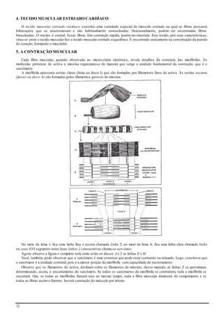 12
4. TECIDO MUSCULAR ESTRIADO CARDÍACO
O tecido muscular estriado cardíaco constitui uma variedade especial de músculo estriado na qual as fibras possuem
bifurcações que se anastomosam e são habitualmente uninucleadas. Ocasionalmente, podem ser encontradas fibras
binucleadas. O núcleo é central. Essas fibras têm contração rápida, porém involuntária. Este tecido, por suas características,
situa-se entre o tecido muscular liso e tecido muscular estriado esquelético. É encontrado unicamente na constituição da parede
do coração, formando o miocárdio.
5. A CONTRAÇÃO MUSCULAR
Cada fibra muscular, quando observada ao microscópio eletrônico, revela detalhes da estrutura das miofibrilas. As
moléculas proteicas de activa e miosina organizam-se de maneira que surge a unidade fundamental da contração, que é o
sarcômetro.
A miofibrila apresenta estrias claras (faixa ou disco I) que são formadas por filamentos finos de activa. As estrias escuras
(faixas ou disco A) são formadas pelos filamentos grossos de miosina.
No meio da faixa I, fica uma linha fina e escura chamada linha 2; no meio da faixa A, fica uma linha clara chamada linha
ou zona H O segmento entre duas linhas 2 consecutivas chama-se sarcômeo.
Agora, observe a figura e complete nela onde estão os discos A e I, as linhas Z e H.
Você, também, pode observar que o sarcômero é uma estrutura que pode estar contraído ou relaxado. Logo, conclui-se que
o sarcômero é a unidade contrátil, pois é a menor porção da miofibrila com capacidade de encurtamento.
Observe que os filamentos de activa, deslizam sobre os filamentos de miosina; dessa maneira, as linhas Z se aproximam,
determinando, assim, o encurtamento do sarcômero. Se todos os sarcômeros da miofibrila se contraírem, toda a miofibrila se
encurtará. Ora, se todas as miofibrilas fizerem isso ao mesmo tempo, toda a fibra muscular diminuirá de comprimento e se
todas as fibras assimo fizerem, haverá contração do músculo por inteiro.
 