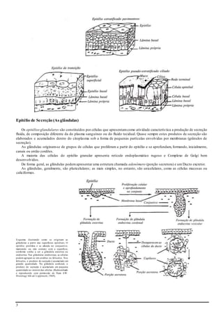 3
Epitélio de Secreção (As glândulas)
Os epitéliosglandulares são constituídos por células que apresentamcomo atividade característica a produção de secreção
fluida, de composição diferente da do plasma sanguíneo ou do fluido tecidual. Quase sempre estes produtos de secreção são
elaborados e acumulados dentro do citoplasma sob a forma de pequenas partículas envolvidas por membranas (grânulos de
secreção).
As glândulas originam-se de grupos de células que proliferam a partir do epitélio e se aprofundam, formando, inicialmente,
canais ou então cordões.
A maioria das células do epitélio granular apresenta retículo endoplasmático rugoso e Complexo de Golgi bem
desenvolvidos.
De forma geral, as glândulas podemapresentar uma estrutura chamada adenômero (porção secretora) e um Ducto excretor.
As glândulas, geralmente, são pluricelulares; as mais simples, no entanto, são unicelulares, como as células mucosas ou
caliciformes.
Esquema ilustrando como se originam as
glândulas a partir das superfícies epiteliais. O
epitélio prolifera e se afunda no conjuntivo,
mantendo ou não contato com a superfície,
conforme venha a ser a glândula exócrina ou
endócrina. Nas glândulas endócrinas, as células
podem agrupar-se em cordões ou folículos. Nos
folículos, o produto de secreção é acumulado em
grande quantidade. Na glândula cordonal, o
produto de secreção é acumulado em pequena
quantidade no interior das células. (Redesenhado
e reproduzido com permissão de Ham AW:
Histology 6th ed. Lippincott, 1969).
 