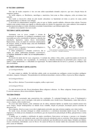 7
O TECIDO ADIPOSO
Este tipo de tecido conjuntivo é rico em uma célula especializada chamada adipócito, que tem a função básica de
armazenar gordura.
No tecido adiposo, os fibroblastos, macrófagos e mastócitos, bem como as fibras colágenas, estão em número bem
reduzido.
Este tecido se desenvolve abaixo da pele (tecido subcutâneo ou hipoderme) em todas as partes do corpo, porém
predominantemente no abdome e nas nádegas.
É um tecido de armazenamento energético, uma vez que as lípidas, quando oxidadas, oferecem várias calorias. Funciona
também como isolante térmico que impede ou dificulta perdas de calorias do organismo com o meio ambiente. Esta camada de
gordura (panícula adiposo) é muito abundante emanimais homeotérmicos que habitam regiões frias.
A medula óssea amarela é rica neste tecido.
TECIDO CARTILAGINOSO
Juntamente com os ossos, compõe o sistema de
sustentação do organismo. As cartilagens normalmente estão
associadas aos ossos,constituindo os meniscos, cápsulas das
articulações, ligamentos, septos, discos intervertebrais.
Representam, assim, um papel de estruturas amortecedoras
de choques, dando, ao mesmo tempo, uma certa flexibilidade
ao conjunto esquelético.
Nos embriões, o esqueleto é basicamente cartilaginoso e,
aos poucos, vai se ossificando.
A célula cartilaginosa é chamada condrócito. Ela se
origina de células embrionárias chamadas condroblastos.
A substância fundamental ou matriz é rica em mucopolissacarídeos e
em colágeno.
Tecido cartilaginoso (cartilagemhialina). 1.Cápsula envoltora de umninho de
células: 2. Condrócito; 3 Substância intercelular.
No interior da matriz não há vasos sanguíneos. A nutrição das células é feita, então, a partir da camada envolvente da
cartilagem, o pericôndrio, este vascularizado. As substâncias se difundem lentamente do pericôndrio para a matriz, o que
explica o baixo metabolismo e a dificuldade de regeneração. Na matriz também não há nervos e, portanto, as cartilagens não
têm sensibilidade.
HÁ TRÊS TIPOS DE CARTILAGENS:
a) Cartilagem Hialina
É a mais comum no embrião. No indivíduo adulto, pode ser encontrada nas cartilagens costais (costelas), cartilagens
articulares, traqueia e brônquios. Têm predomínio de substância intercelular e, dentre as fibras, só possui as fibras colágenas.
b) Cartilagem Elástica
Rica em fibras elásticas. É encontrada na epiglote, orelha e septo nasal.
c) Cartilagem Fibrosa
É a mais resistente das três. Possui abundantes fibras colágenas e elásticas. As fibras colágenas formam grossos feixes.
É vista nos meniscos, discos intervertebrais e ligamentos.
TECIDO ÓSSEO
É o tecido de sustentação mais característico dos vertebrados. É o principal formador dos ossos. É fundamental o
entendimento de que o osso é um órgão e não pode ser confundido com o tecido ósseo. Primeiramente, vamos falar sobre os
ossos e, depois, sobre o tecido ósseo.
Os ossos têm várias funções, como: armazenar sais de cálcio; armazenar lipídios na medula óssea amarela (tutano) dos
ossos longos; função hematopoiética na medula óssea vermelha; função de proteção; locomoção passiva (sistemas de
alavancas), etc.
Dessa maneira, observa-se que o osso não é simplesmente umtecido, mas uma estrutura complexa com vários tecidos.
No tecido ósseo, devemos distinguir as células (osteócitos) e a substância intercelular (matriz óssea). Os osteócitos
originam-se de células jovens chamadas de osteoblastos,que são responsáveis pela produção de fibras, glicoproteínas e outras
substâncias.
À medida que se completa a calcificação da matriz, osteoblastos ficam presos em lacunas e passam a ser chamados
osteócitos. É através de umsistema de canais que é feita a troca de substâncias entre os osteócitos. Estas lacunas comunicam-
se umas com as outras por meio de uma vasta rede de canalículos que desembocam em canais largos, formados por lâminas
ósseas concêntricas, denominado canal de Havers. Os canais de Havers de sistema vizinho são conectados transversalmente
pelos canais de Volkmann.
 