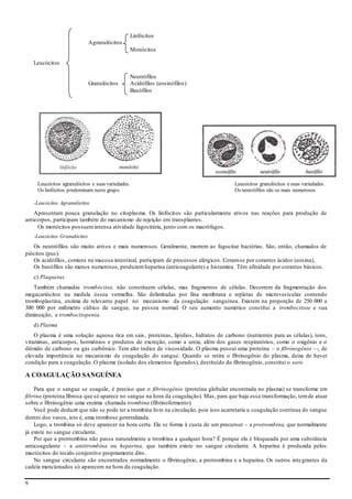 9
Linfócitos
Agranulócitos
Monócitos
Leucócitos
Neutrófilos
Granulócitos Acidófilos (eosinófilos)
Basófilos
Leucócitos agranulócitos e suas variedades. Leucócitos granulócitos e suas variedades.
Os linfócitos predominam neste grupo. Os neutrófilos são os mais numerosos
-Leucócitos Agranulócitos
Apresentam pouca granulação no citoplasma. Os linfócitos são particularmente ativos nas reações para produção de
anticorpos, participam também do mecanismo de rejeição em transplantes.
Os monócitos possuemintensa atividade fagocitária, junto com os macrófagos.
-Leucócitos Granulócitos
Os neutrófilos são muito ativos e mais numerosos. Geralmente, morrem ao fagocitar bactérias. São, então, chamados de
piócitos (pus).
Os acidófilos, comuns na mucosa intestinal, participam de processos alérgicos. Coram-se por corantes ácidos (eosina),
Os basófilos são menos numerosos, produzem heparina (anticoagulante) e histamina. Têm afinidade por corantes básicos.
c) Plaquetas
Também chamadas trombócitos, não constituem células, mas fragmentos de células. Decorrem da fragmentação dos
megacariócitos na medula óssea vermelha. São delimitadas por fina membrana e repletas de microvesículas contendo
tromboplastina, enzima de relevante papel no mecanismo da coagulação sanguínea. Existem na proporção de 250 000 a
300 000 por milímetro cúbico de sangue, na pessoa normal. O seu aumento numérico constitui a trombocitose e sua
diminuição, a trombocitopenia.
d) Plasma
O plasma é uma solução aquosa rica em sais, proteínas, lipídios, hidratos de carbono (nutrientes para as células), íons,
vitaminas, anticorpos, hormônios e produtos de excreção, como a ureia, além dos gases respiratórios, como o oxigênio e o
dióxido de carbono ou gás carbônico. Tem alto índice de viscosidade. O plasma possui uma proteína – o fibrinogênio –-, de
elevada importância no mecanismo da coagulação do sangue. Quando se retira o fibrinogênio do plasma, deixa de haver
condição para a coagulação. O plasma (isolado dos elementos figurados), destituído do fibrinogênio, constitui o soro.
A COAGULAÇÃO SANGUÍNEA
Para que o sangue se coagule, é preciso que o fibrinogênio (proteína globular encontrada no plasma) se transforme em
fibrina (proteína fibrosa que só aparece no sangue na hora da coagulação). Mas, para que haja essa transformação, temde atuar
sobre o fibrinogênio uma enzima chamada trombina (fibrinofermento).
Você pode deduzir que não se pode ter a trombina livre na circulação, pois isso acarretaria a coagulação contínua do sangue
dentro dos vasos, isto é, uma trombose generalizada.
Logo, a trombina só deve aparecer na hora certa. Ela se forma à custa de um precursor – a protrombina, que normalmente
já existe no sangue circulante.
Por que a protrombina não passa naturalmente a trombina a qualquer hora? É porque ela é bloqueada por uma substância
anticoagulante – a antitrombina ou heparina, que também existe no sangue circulante. A heparina é produzida pelos
mastócitos do tecido conjuntivo propriamente dito.
No sangue circulante são encontrados normalmente o fibrinogênio, a protrombina e a heparina. Os outros inte grantes da
cadeia mencionados só aparecem na hora da coagulação.
 