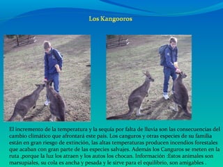 El incremento de la temperatura y la sequía por falta de lluvia son las consecuencias del
cambio climático que afrontará este país. Los canguros y otras especies de su familia
están en gran riesgo de extinción, las altas temperaturas producen incendios forestales
que acaban con gran parte de las especies salvajes. Además los Canguros se meten en la
ruta ,porque la luz los atraen y los autos los chocan. Información :Estos animales son
marsupiales, su cola es ancha y pesada y le sirve para el equilibrio, son amigables .
 
