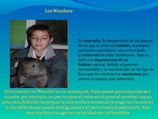 En Australia, la desaparición de las plantas
de las que se nutre el wombat, marsupial
autóctono australiano, esta provocando
la extinción de estos herbívoros . Esta se
debe a la degradación de su
hábitat natural, debido al pastoreo
incontrolado y la introducción de un tipo de
flora que no contiene los nutrientes que
precisa la especie para sobrevivir.
 