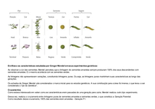 Ervilhas e as características estudadas por Gregor Mendel emseus experimentos genéticos:
Ao observar a cor das sementes, Mendel percebeu que a linhagem de sementes amarelas sempre produziam 100% dos seus descendentes com
sementes amarelas. E o mesmo acontecia com as sementes verdes.
As linhagens não apresentavam variações, constituindo linhagens puras. Ou seja, as linhagens puras mantinham suas características ao longo das
gerações.
Os achados de Gregor Mendel são considerados o marco inicial para os estudos genéticos. A sua contribuição para a área foi imensa, o que levou a ser
considerado o "pai da Genética".
Cruzamentos
Como estava interessado em saber como as características eram passadas de uma geração para outra, Mendel realizou outro tipo experimento.
Dessa vez, realizou o cruzamento entre linhagens puras de sementes amarelas e sementes verdes, o que constituiu a Geração Parental.
Como resultado desse cruzamento, 100% das sementes eram amarelas - Geração F1.
 