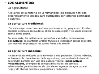 ●
    LOS ALIMENTOS:
    La agricultura:
    A lo largo de la historia de la humanidad, los bosques han sido
    progresivamente talados para sustituirlos por terrenos destinados
    a cultivos.
    La agricultura tradicional:
     Era más respetuosa con el entorno que la moderna, ya que se cultivaban
    especies vegetales adecuadas al clima de cada región y se usaba estiércol
    animal como abono.

    Por otra parte, los cultivos eran pequeños y variados, denominados
    policultivos; se plantaban árboles frutales o levantaban cercas de piedra,
    con todo ello se protegían los suelos frente a la erosión.


    La agricultura moderna:
    Ha desarrollado métodos para alimentar a una población. Dichos métodos,
    se basan en la mecanización de la agricultura, que implica la instalación
    de grandes parcelas con una sola especia vegetal: monocultivos
    mecanizados, el empleo de combustibles fósiles, de semillas
    seleccionadas genéticamente, de cantidades ingentes de agua para el
    riego y de abonos químicos, plaguicidas y herbicidas.
 