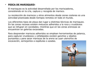 ●
    PESCA DE MARISQUEO:

    El marisqueo es la actividad desarrollada por los mariscadores,
    consistiendo en la cría, captura y recogida de marisco.

    La recolección de mariscos y otros alimentos desde zonas costeras es una
    actividad practicada desde tiempos remotos en todo el mundo.

    Los diferentes tipos de playa dan lugar a distintas técnicas de marisqueo.
    En las zonas rocosas existen moluscos adheridos a la roca y crustáceos
    que se refugian en cavidades; mientras que en las zonas arenosas se
    encuentran en galerías excavadas.

    Para desprender mariscos adheridos se emplean herramientas de palanca,
    para capturar crustáceos y cefalópodos existen ganchos y objetos
    punzantes y para sacar mariscos de la arena se usan utensilios de
    excavación, semejantes a espátulas o azadas.
 