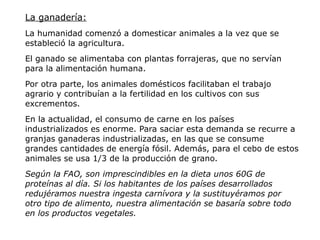 La ganadería:
La humanidad comenzó a domesticar animales a la vez que se
estableció la agricultura.
El ganado se alimentaba con plantas forrajeras, que no servían
para la alimentación humana.
Por otra parte, los animales domésticos facilitaban el trabajo
agrario y contribuían a la fertilidad en los cultivos con sus
excrementos.
En la actualidad, el consumo de carne en los países
industrializados es enorme. Para saciar esta demanda se recurre a
granjas ganaderas industrializadas, en las que se consume
grandes cantidades de energía fósil. Además, para el cebo de estos
animales se usa 1/3 de la producción de grano.
Según la FAO, son imprescindibles en la dieta unos 60G de
proteínas al día. Si los habitantes de los países desarrollados
redujéramos nuestra ingesta carnívora y la sustituyéramos por
otro tipo de alimento, nuestra alimentación se basaría sobre todo
en los productos vegetales.
 