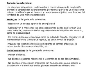 Ganadería extensiva:

Los sistemas extensivos, tradicionales o convencionales de producción
animal se caracterizan esencialmente por formar parte de un ecosistema
natural modificado por el hombre y tienen como objetivo la utilización del
territorio de una manera perdurable

Ventajas de la ganadería extensiva:

-Requieren un escaso aporte de energía fósil

 -Contribuyen a mantener los agroecosistemas de los que forman una
parte esencial, manteniendo los agroecosistemas naturales del entorno,
como la biodiversidad.

-En climas áridos o semiáridos como la mitad de España, contribuyen al
mantenimiento de la cubierta vegetal, es decir, evitar la erosión.

-Prevenir los incendios forestales mediante el control arbustivo, la
reducción de biomasa combustible, etc.

Inconvenientes de la ganadería extensiva:

-Menor eficiencia.

-No pueden ajustarse fácilmente a la demanda de los consumidores.

 -No pueden proporcionar productos tan homogéneos como solicita la
distribución y el mercado de las grandes superficies comerciales.
 