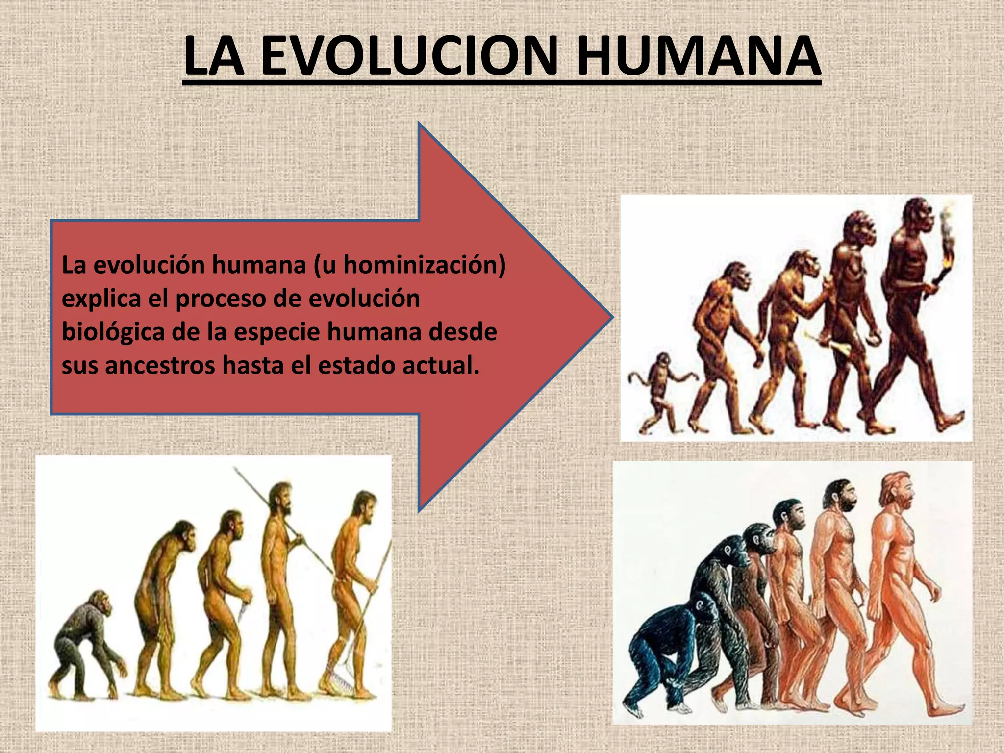 LA EVOLUCION HUMANA
La evolución humana (u hominización)
explica el proceso de evolución
biológica de la especie humana desde
sus ancestros hasta el estado actual.
 