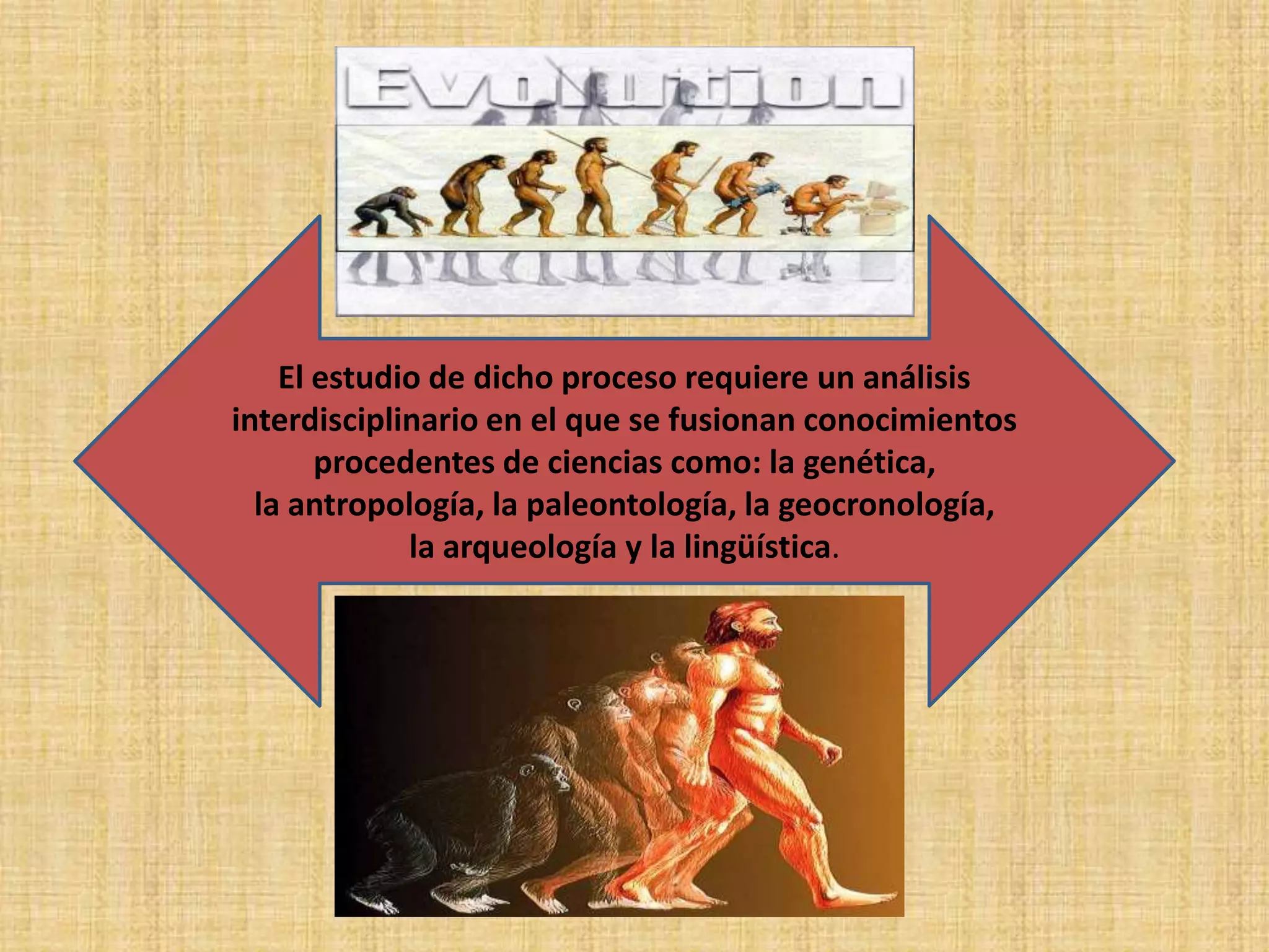El estudio de dicho proceso requiere un análisis
interdisciplinario en el que se fusionan conocimientos
procedentes de ciencias como: la genética,
la antropología, la paleontología, la geocronología,
la arqueología y la lingüística.
 