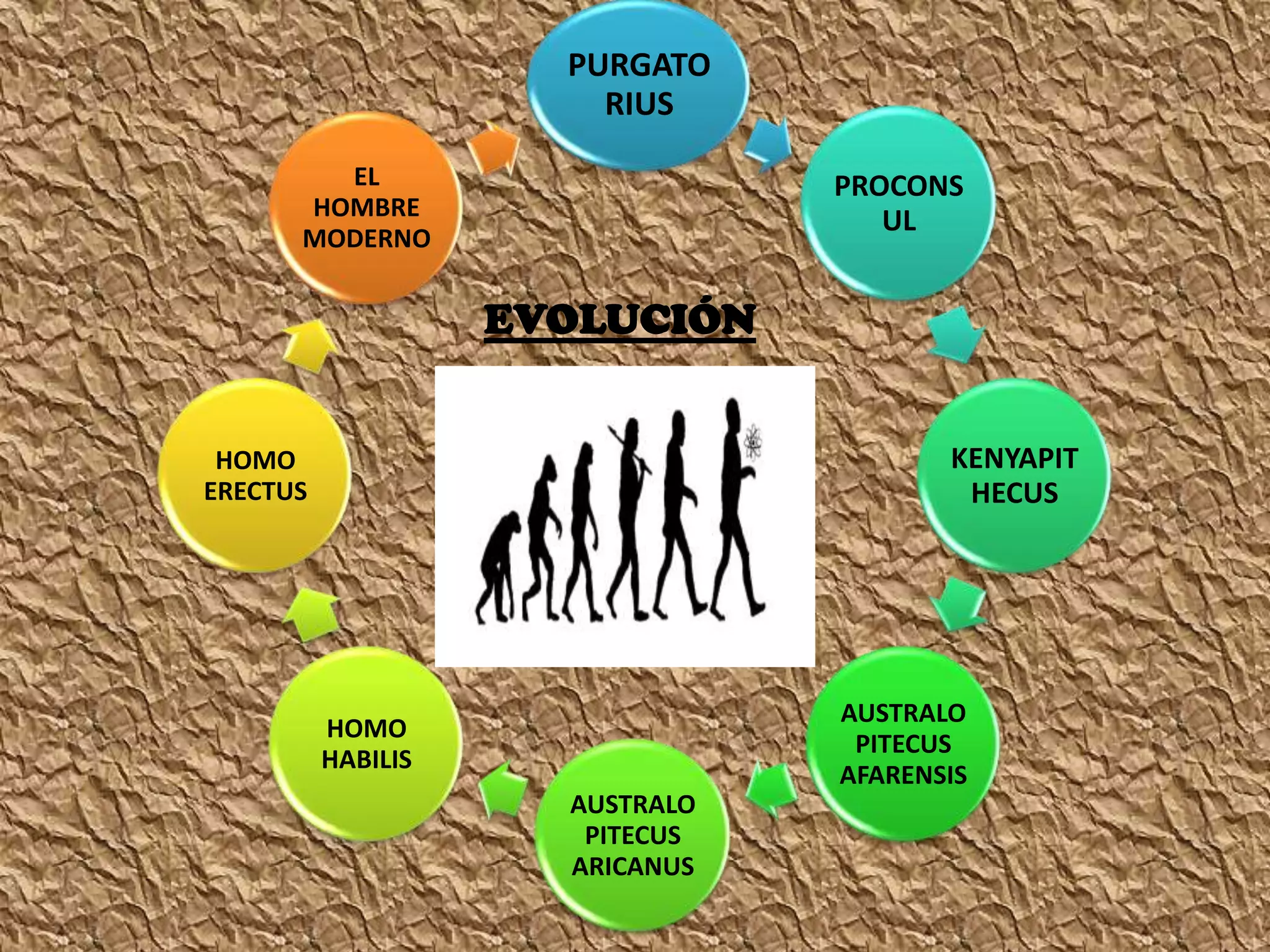 PURGATO
RIUS
PROCONS
UL
KENYAPIT
HECUS
AUSTRALO
PITECUS
AFARENSIS
AUSTRALO
PITECUS
ARICANUS
HOMO
HABILIS
HOMO
ERECTUS
EL
HOMBRE
MODERNO
EVOLUCIÓN
 