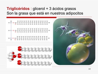 Triglicéridos  :  glicerol + 3 ácidos grasos Son la grasa que está en nuestros adipocitos 