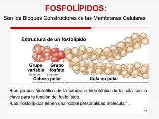 FOSFOLÍPIDOS: Son los Bloques Constructores de las Membranas Celulares  Los  grupos hidrofílico de la cabeza  e  hidrofóbico de la cola  son la clave para la función del fosfolípido. Los Fosfolípidos tienen una “doble personalidad molecular”. Estructura de un fosfolípido Grupo variable Grupo fosfato Cabeza polar Cola no polar 