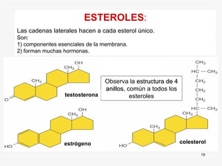 Observa la  estructura de 4 anillos , común a todos los esteroles ESTEROLES : Las cadenas laterales hacen a cada esterol único. Son:  1) componentes esenciales de la membrana. 2) forman muchas hormonas. testosterona estrógeno colesterol 
