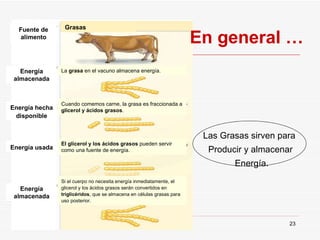 Las Grasas sirven para  Producir y almacenar  Energía. En general … Fuente de alimento Energía almacenada Energía hecha disponible Energía usada Energía almacenada La  grasa  en el vacuno almacena energía. Cuando comemos carne, la grasa es fraccionada a  glicerol y ácidos grasos . El glicerol y los ácidos grasos  pueden servir como una fuente de energía. Si el cuerpo no necesita energía inmediatamente, el glicerol y los ácidos grasos serán convertidos en  triglicéridos , que se almacena en células grasas para uso posterior. Grasas 